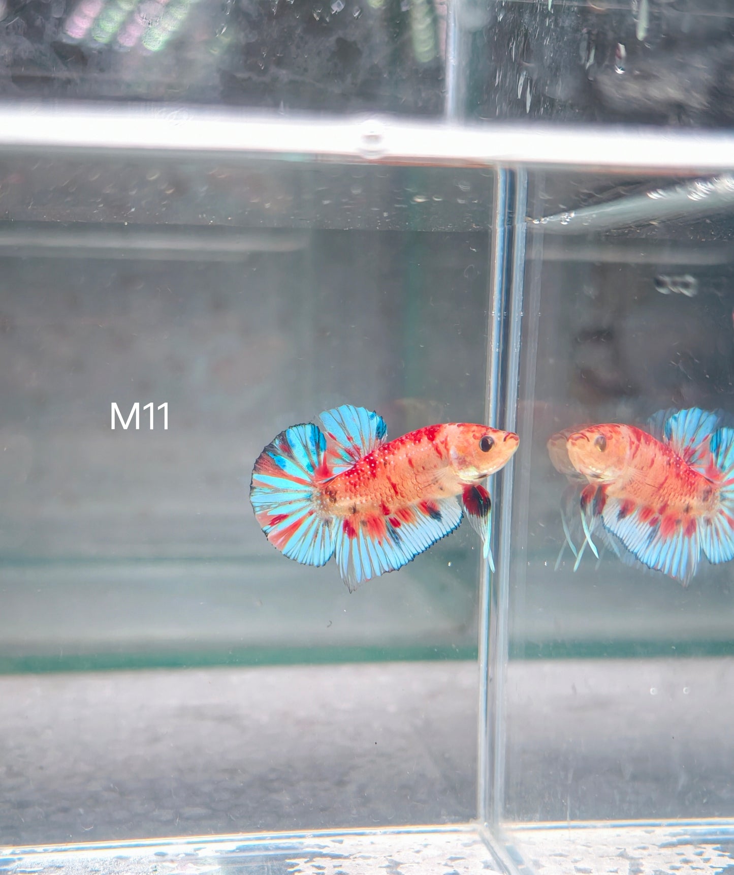 PREMIUM GRADE Multicolour Metallic HMPK pair M11