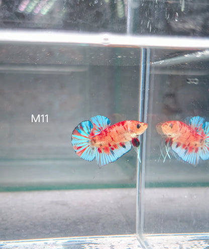 PREMIUM GRADE Multicolour Metallic HMPK pair M11