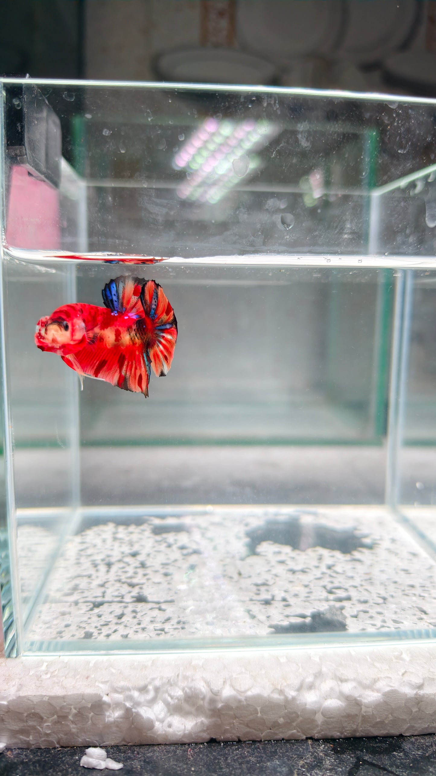 PREMIUM GRADE Multicolour Metallic HMPK pair M15