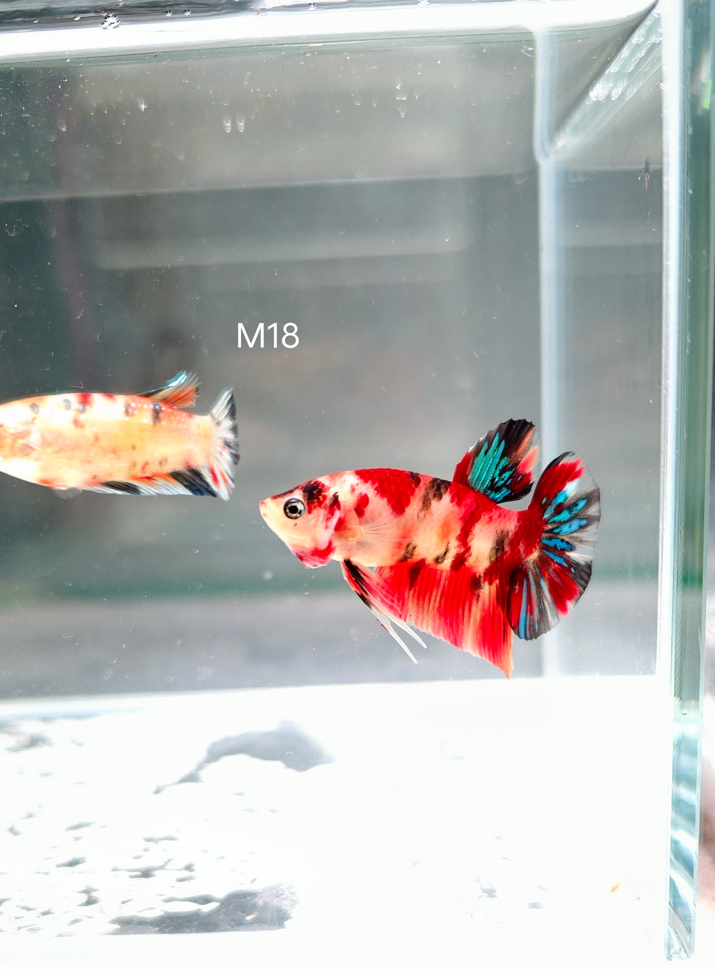 PREMIUM GRADE Multicolour Metallic HMPK pair M18