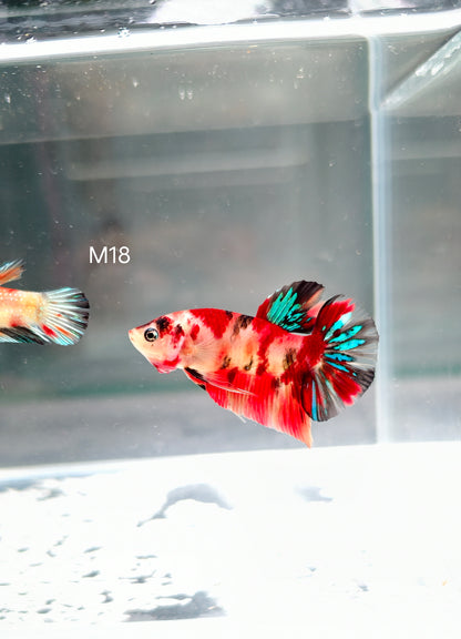 PREMIUM GRADE Multicolour Metallic HMPK pair M18